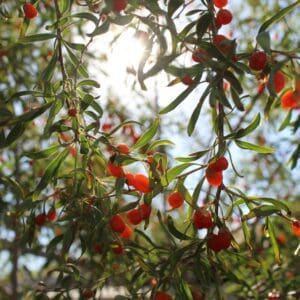 Goji Berry