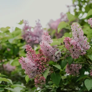 Pride of Russia Lilac Bush