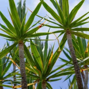 Yucca Elephantipes