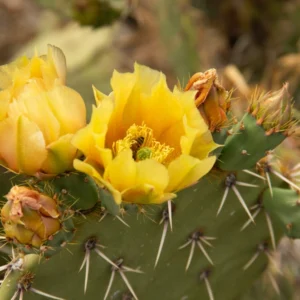 Eastern Prickly Pear
