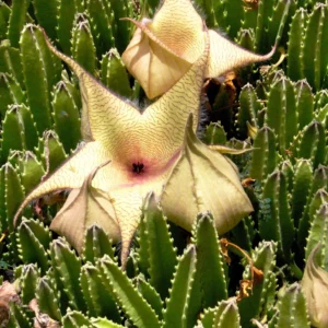 Stapilia Gigantica