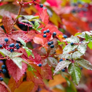 Virginia Creeper