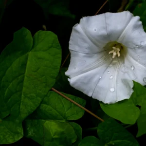 Datura Wrightii (Texas Thorn Apple)