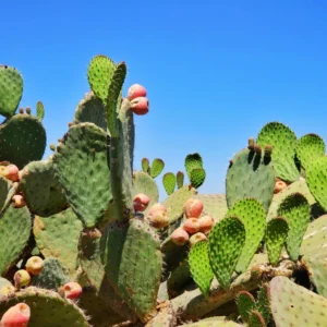 Western Prickley Pear