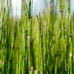 Horse Tail Rush