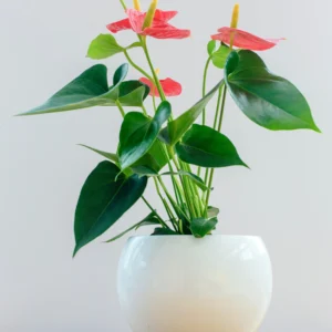 Anthrium (Cobra)