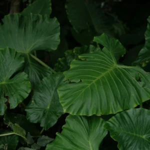 Elephant Ears