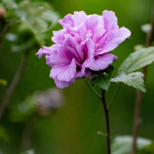 Rose of Sharon