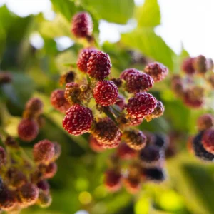 Russian Mulberry