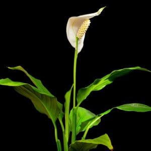 Peace Lilly