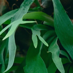 Staghorn Fern